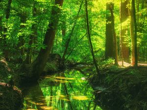 Preview wallpaper forest, trees, pond, landscape, nature, light, reflection