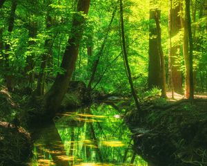 Preview wallpaper forest, trees, pond, landscape, nature, light, reflection