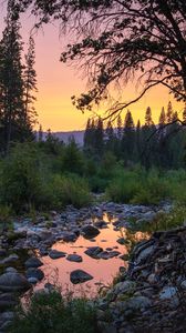 Preview wallpaper forest, trees, puddle, stones, sunset, nature