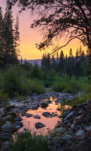 Preview wallpaper forest, trees, puddle, stones, sunset, nature