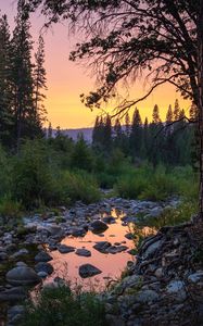 Preview wallpaper forest, trees, puddle, stones, sunset, nature