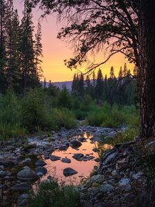 Preview wallpaper forest, trees, puddle, stones, sunset, nature