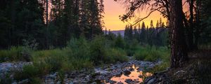 Preview wallpaper forest, trees, puddle, stones, sunset, nature