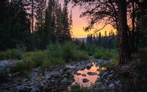 Preview wallpaper forest, trees, puddle, stones, sunset, nature