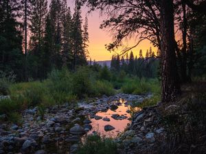 Preview wallpaper forest, trees, puddle, stones, sunset, nature