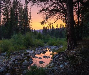 Preview wallpaper forest, trees, puddle, stones, sunset, nature