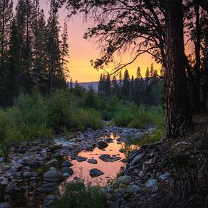 Preview wallpaper forest, trees, puddle, stones, sunset, nature