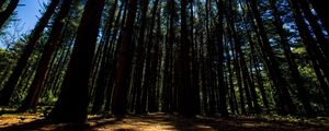 Preview wallpaper forest, trees, rays, sunlight, walk
