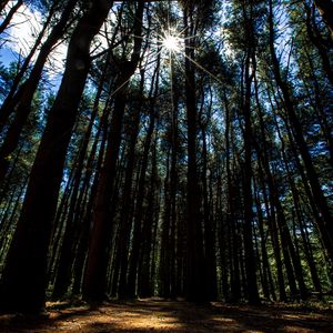 Preview wallpaper forest, trees, rays, sunlight, walk