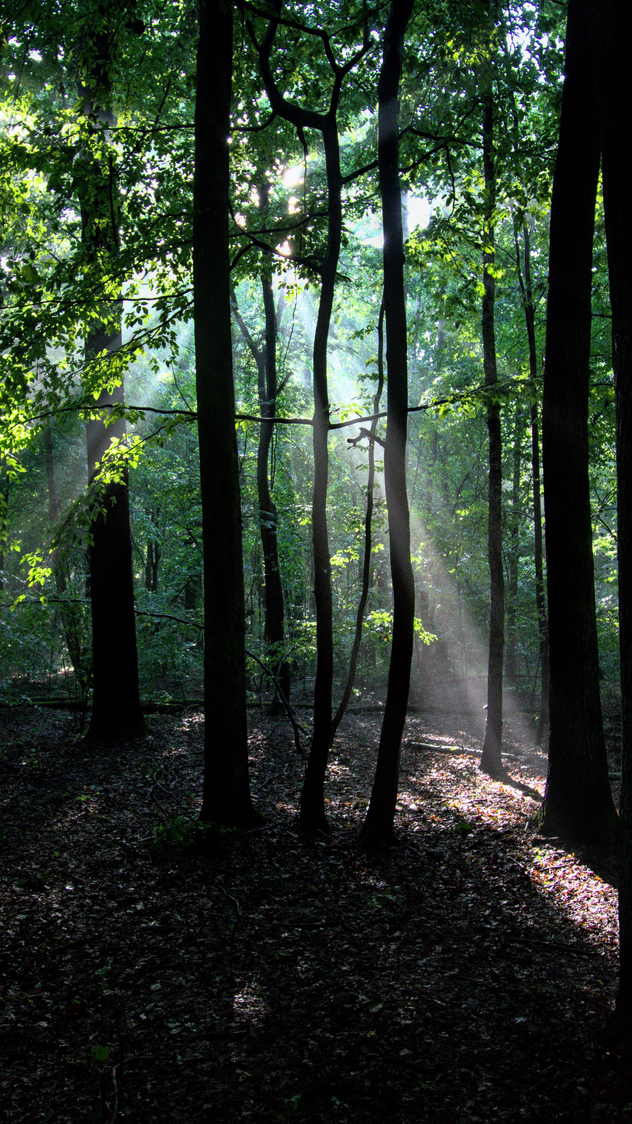 Download wallpaper 2160x3840 forest, trees, rays, branches samsung ...