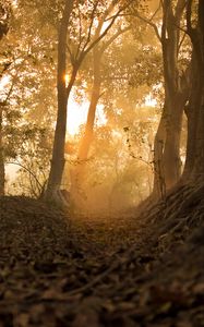 Preview wallpaper forest, trees, rays, sun, path