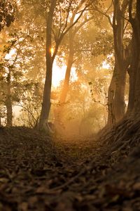 Preview wallpaper forest, trees, rays, sun, path