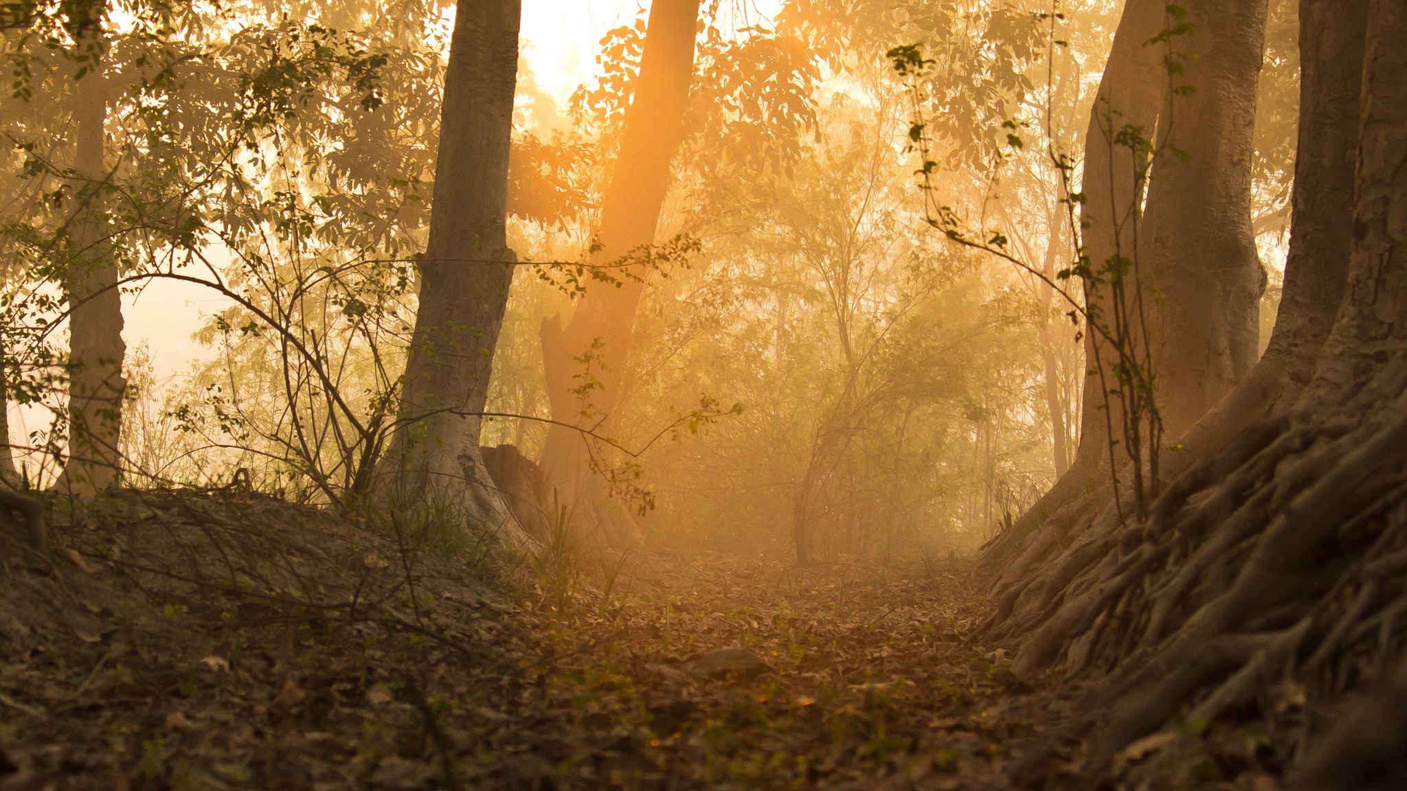 Download wallpaper 2048x1152 forest, trees, rays, sun, path ultrawide