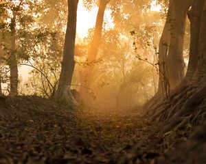 Preview wallpaper forest, trees, rays, sun, path