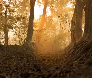 Preview wallpaper forest, trees, rays, sun, path