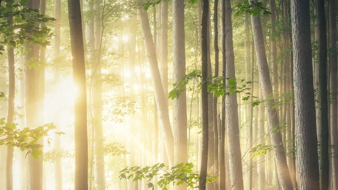Wallpaper forest, trees, rays, sun, branches