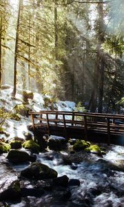 Preview wallpaper forest, trees, rays, sun, river, bridge, nature