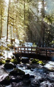 Preview wallpaper forest, trees, rays, sun, river, bridge, nature