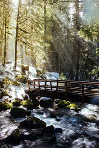 Preview wallpaper forest, trees, rays, sun, river, bridge, nature