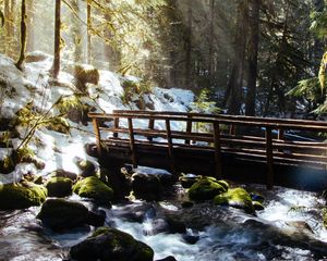 Preview wallpaper forest, trees, rays, sun, river, bridge, nature