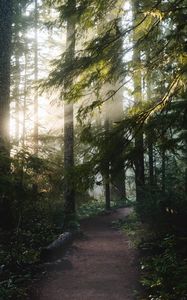 Preview wallpaper forest, trees, rays, sun, path, nature