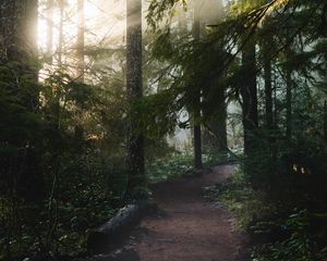 Preview wallpaper forest, trees, rays, sun, path, nature