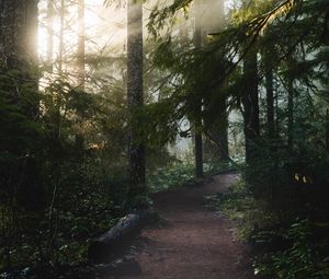 Preview wallpaper forest, trees, rays, sun, path, nature