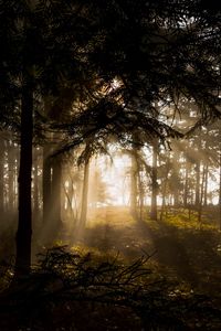 Preview wallpaper forest, trees, rays sun