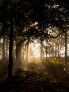 Preview wallpaper forest, trees, rays sun