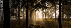 Preview wallpaper forest, trees, rays sun