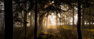 Preview wallpaper forest, trees, rays sun