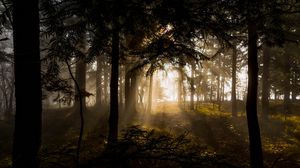 Preview wallpaper forest, trees, rays sun