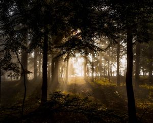 Preview wallpaper forest, trees, rays sun