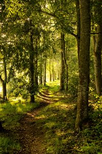 Preview wallpaper forest, trees, rays sun, path