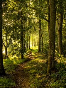 Preview wallpaper forest, trees, rays sun, path