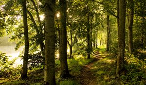 Preview wallpaper forest, trees, rays sun, path