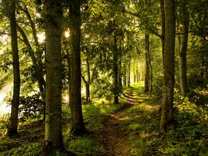 Preview wallpaper forest, trees, rays sun, path