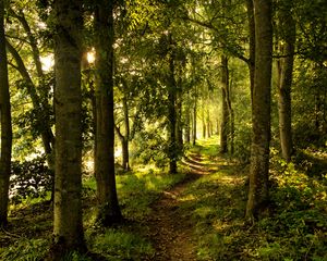 Preview wallpaper forest, trees, rays sun, path