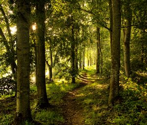 Preview wallpaper forest, trees, rays sun, path