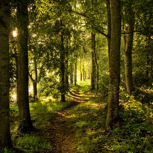 Preview wallpaper forest, trees, rays sun, path