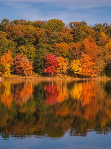 Preview wallpaper forest, trees, reflection, autumn, river