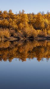 Preview wallpaper forest, trees, reflection, autumn, lake