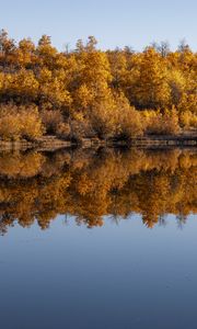 Preview wallpaper forest, trees, reflection, autumn, lake