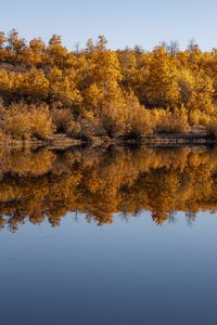 Preview wallpaper forest, trees, reflection, autumn, lake