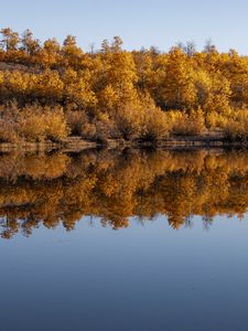 Preview wallpaper forest, trees, reflection, autumn, lake