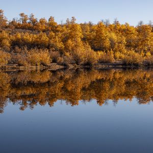 Preview wallpaper forest, trees, reflection, autumn, lake