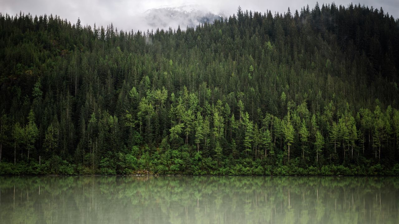 Wallpaper forest, trees, reflection, river, nature, landscape, clouds