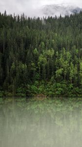 Preview wallpaper forest, trees, reflection, river, nature, landscape, clouds