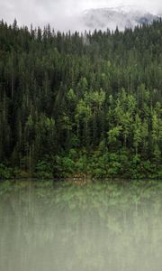 Preview wallpaper forest, trees, reflection, river, nature, landscape, clouds