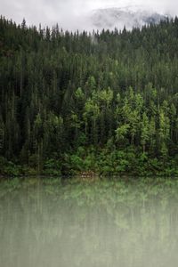 Preview wallpaper forest, trees, reflection, river, nature, landscape, clouds